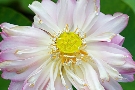 水百合池塘季节花朵花瓣紫色树叶反射植物学荷花花园图片