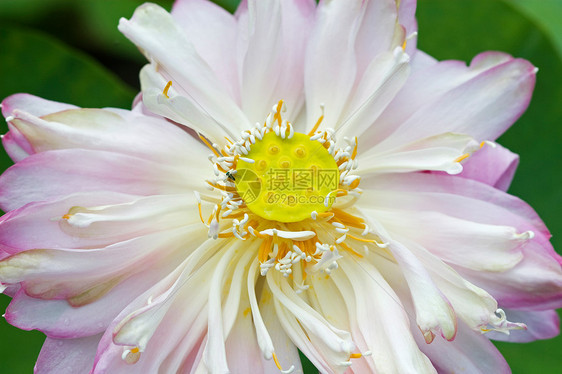 水百合池塘季节花朵花瓣紫色树叶反射植物学荷花花园图片