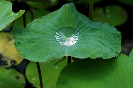 莲花叶上的水滴花园绿色核桃属飞沫花瓣植物学软垫生物学植物图片