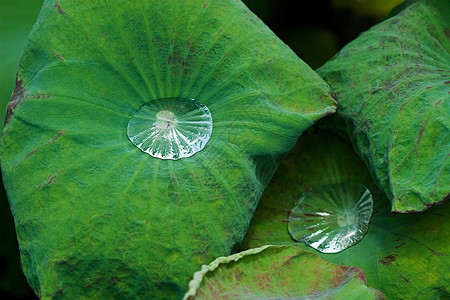 莲花叶上的水滴百合绿色核桃属生物学花瓣情调花园叶子植物学植物图片