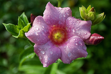 阿拉曼花朵热带雨滴叶子阳光藤蔓花园紫色喇叭香味植物图片