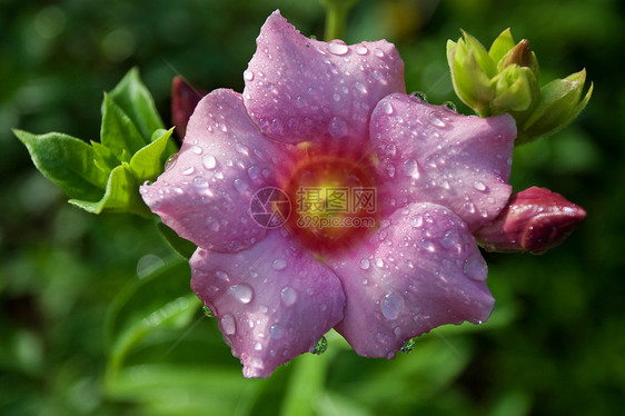 阿拉曼花朵热带雨滴叶子阳光藤蔓花园紫色喇叭香味植物图片