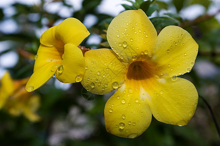 阿拉曼花朵香味植物花园热带喇叭叶子阳光藤蔓雨滴图片