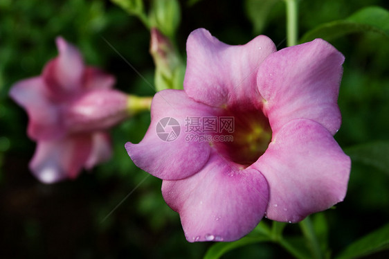 阿拉曼花朵热带喇叭植物阳光紫色雨滴花园香味藤蔓叶子图片
