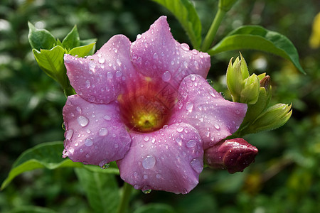 阿拉曼花朵植物阳光香味叶子藤蔓紫色雨滴热带花园喇叭图片