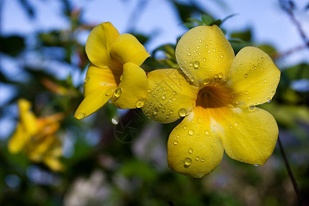 阿拉曼花朵植物香味雨滴花园热带藤蔓叶子阳光喇叭图片