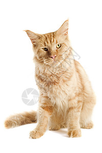 姜麦当心猫棕色工作室眼睛宠物动物背景图片