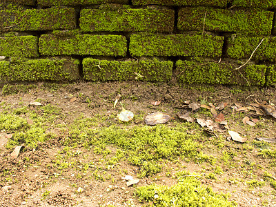 墙上布满了苔和地面苔藓绿色植物黏土蕨类历史砖墙叶子生长土地图片