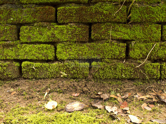 墙上布满了苔和地面土壤绿色植物环境墙纸地衣叶子公园植物蕨类生长图片