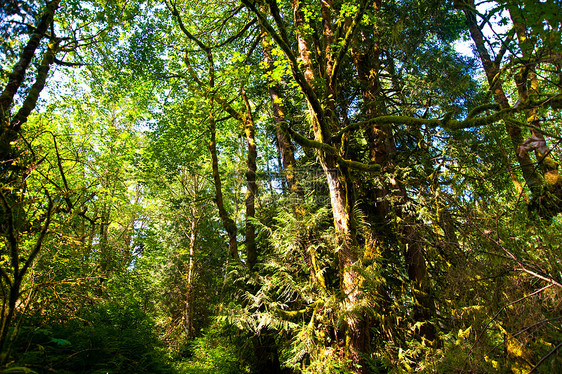 树木森林乡村树叶树干风景荒野季节叶子环境绿色图片