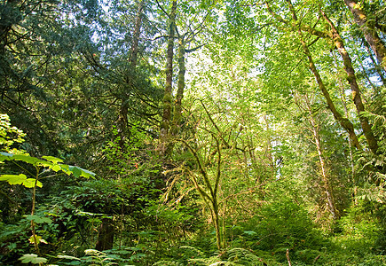 树木风景乡村树叶森林树干绿色荒野季节叶子环境图片