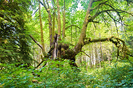 树木环境乡村树叶绿色风景森林季节荒野树干叶子图片
