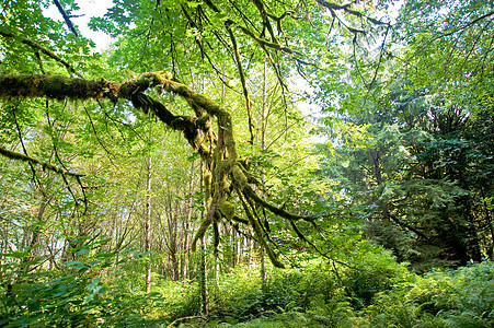 树木环境风景季节绿色树叶乡村荒野树干叶子森林图片