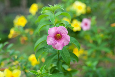 阿拉曼达花雨滴紫色植物阳光喇叭叶子花园藤蔓热带香味图片