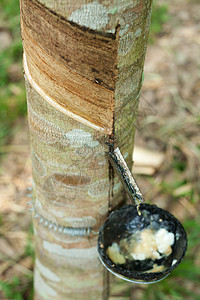 橡胶树螺旋种植园液体橡皮生产材料热带松紧带林地乳胶图片
