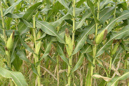 玉米草地收成植物天空农业谷物生长农村叶子环境图片