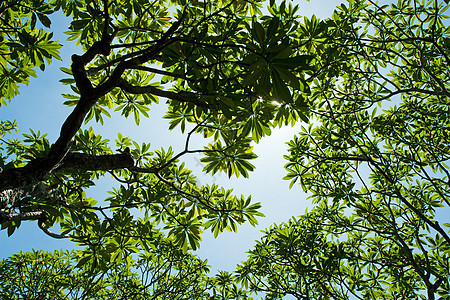 树枝分支天篷生长树木季节风景森林季节性绿色公园天空图片