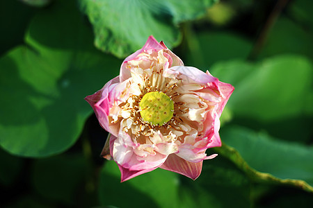 水百合环境情调花朵公园植物学紫色反射花瓣荷花冥想图片