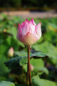 水百合环境冥想季节树叶花朵花园荒野紫色植物学卡片图片