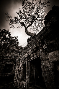 塔普罗姆树 吴哥瓦历史旅行佛教徒旅游寺庙世界废墟石头文化历史性图片