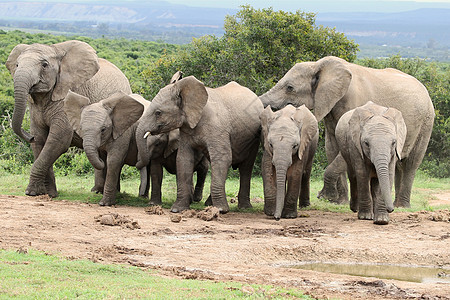 洞中的非洲大象灰色衬套哺乳动物国家耳朵动物公园野生动物团体坑图片