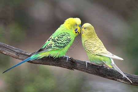 可爱的植物配对羽毛鹦鹉配种夫妻绿色女性野生动物爱情母鸡动物图片