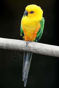 鹦鹉鸟账单金子橙子异国羽毛情调绿色红色热带太阳图片