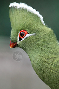 克尼斯纳 Loerie 或 Turaco 鸟鸟类白色红色野生动物凤头异国情调羽毛荒野橙子图片