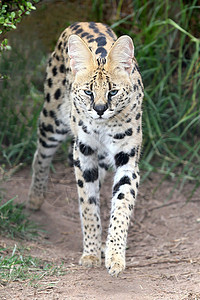 野猫  骑士  组织野生动物胡须猫科动物警报捕食者毛皮荒野眼睛斑点动物图片