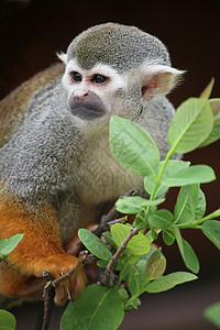 松鼠猴树叶热带动物脊椎动物黑帽生物毛皮丛林尾巴鼠属图片