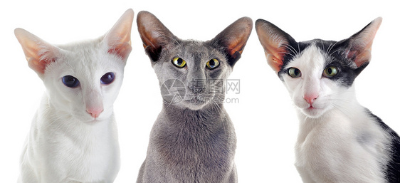 三只东方猫黑色短发团体白色眼睛宠物动物工作室灰色绿色图片