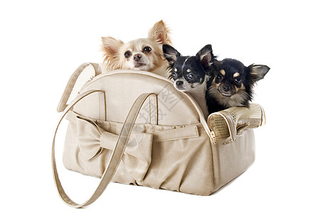 旅行袋和吉华人宠物旅行毛皮工作室动物小狗棕色黑色运输团体图片