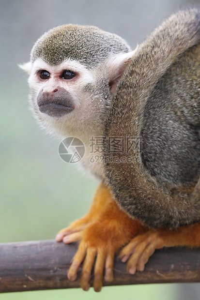 松鼠猴鼠属尾巴白色生物黄色动物丛林脊椎动物哺乳动物野生动物图片