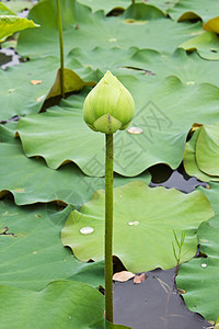 在莲花池子里的莲花芽花瓣荷花花园灌木莲花状异国花萼植物学情调软垫图片