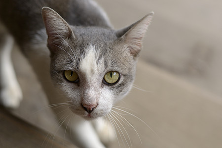 寻找猫鼻子毛皮友谊头发眼睛哺乳动物灰色猫咪宠物小猫图片