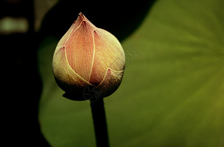 莲花芽花宗教叶子玫瑰异国花园情调植物学灌木荷花花瓣图片