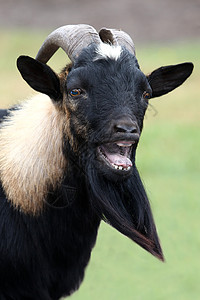 Billy Goat 纵向国家喇叭哺乳动物动物毛皮农家院眼睛牙齿胡子耳朵图片