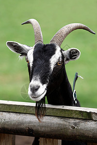 Billy Goat 纵向喇叭哺乳动物国家毛皮胡子农场耳朵眼睛白色山羊图片