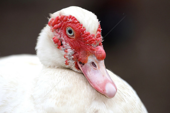 果冻鸭羽毛乡村农业红花白色鸟类眼睛农家院动物家禽图片
