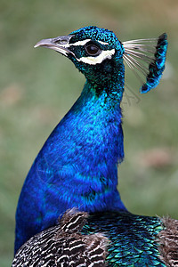 孔雀肖像蓝色野生动物羽毛脖子绿色公鸡野鸡眼睛荒野热带图片