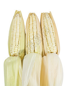 白背景上被孤立的许多玉米蔬菜内核耳朵迷宫饮食金子粮食棒子食物营养图片