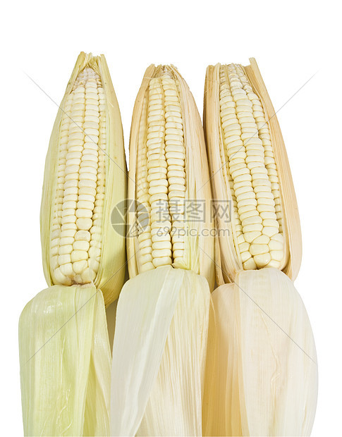 白背景上被孤立的许多玉米蔬菜内核耳朵迷宫饮食金子粮食棒子食物营养图片