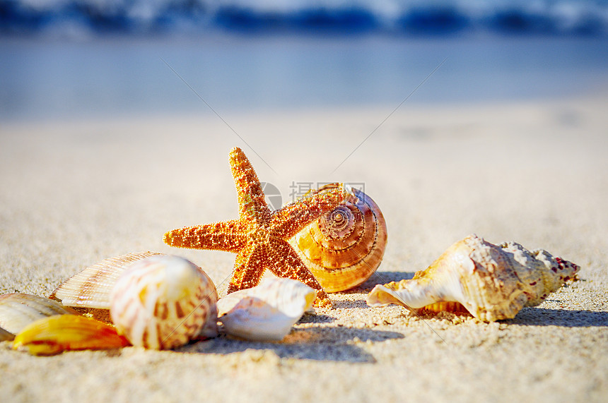 海星在海滩上海星异国情调阳光假期海洋贝壳旅行旅游风景图片