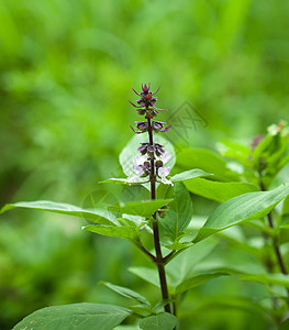 Sweet Basil/Thai Basil的特写图片