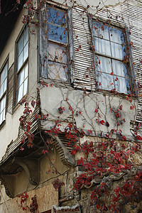 欧洲藤本月季花旧房子墙上的常春藤背景