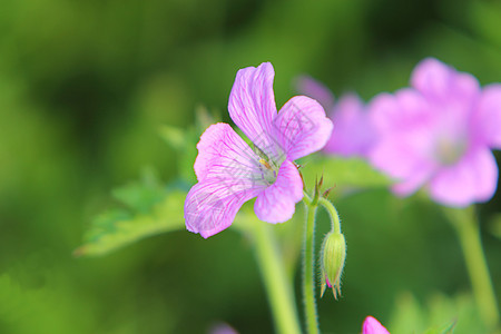 杰拉纽粉色花园树叶花瓣边界植物图片