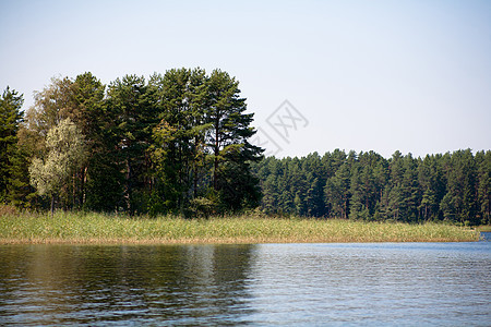 夏季风景芦苇池塘树叶阳光植物群曲线蓝色甘蔗棕色海浪图片