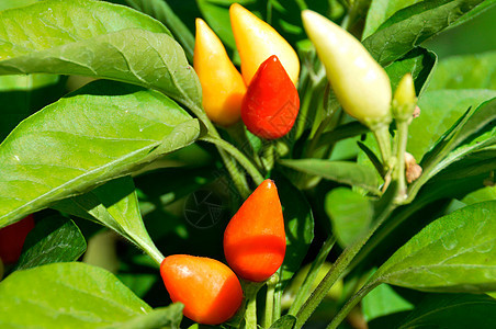 红辣椒 智利辣椒衬套红色香料生长宏观植物食物叶子橙子黄色图片
