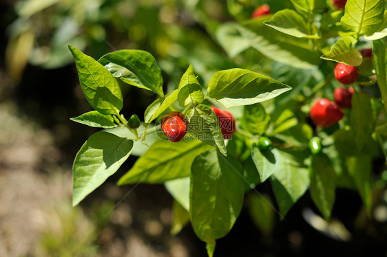 红辣椒 智利辣椒植物辣椒蔬菜胡椒食物水果宏观橙子香料花园图片