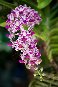 紫兰花紫色奢华热带礼物蓝天宏观生活花园兰花图片